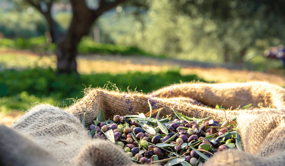 olive-grece