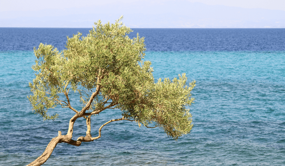 olivier-grece