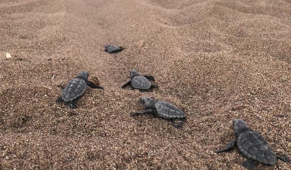 turt-1
