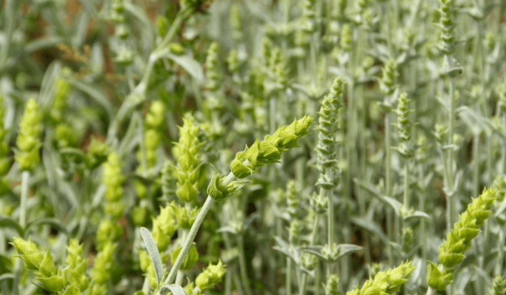 sideritis-crete