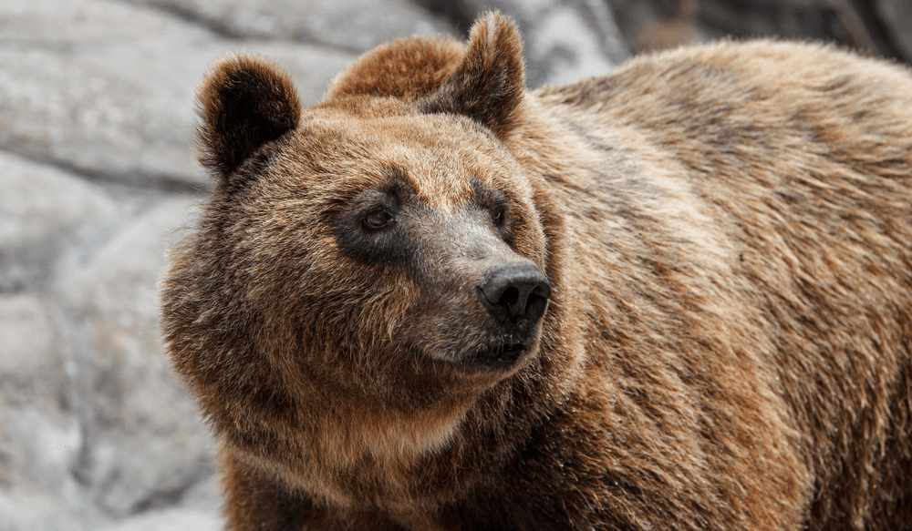 L'ours brun de Grèce