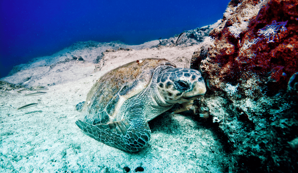 Tortue Caretta Caretta en Grèce