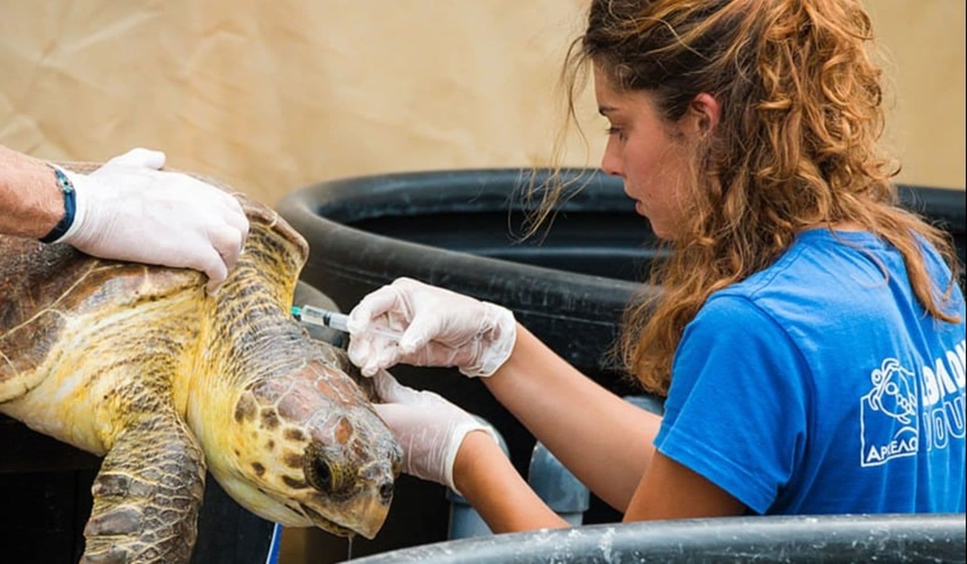 ARCHELON - Conservation des tortues en Grèce