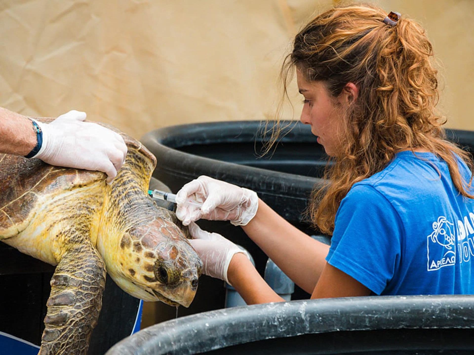 L'organisation de conservation des tortues Archelon