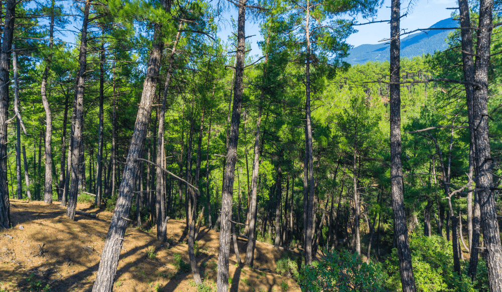 menalon-foret-grece