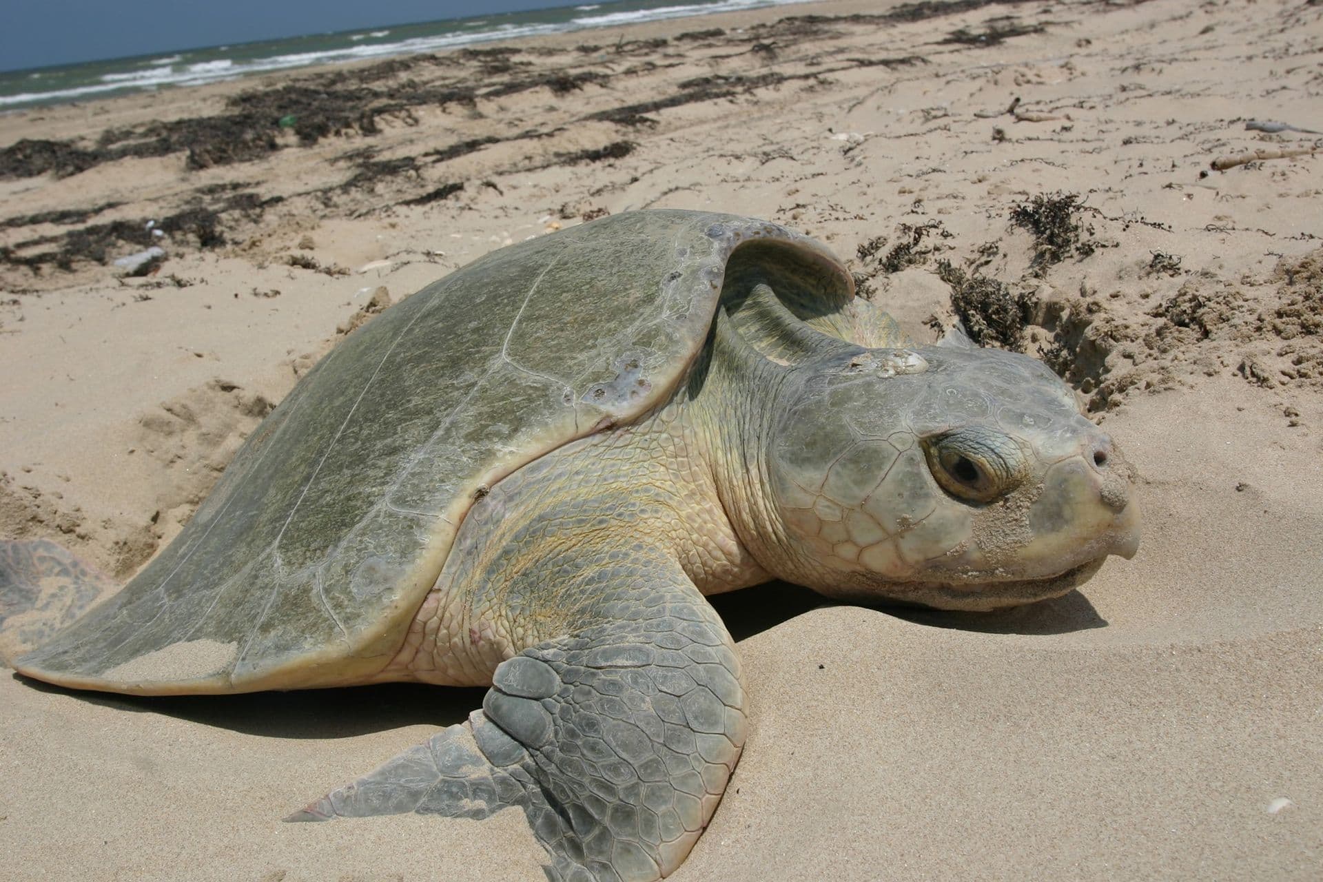 caretta caretta Turtle Archelon