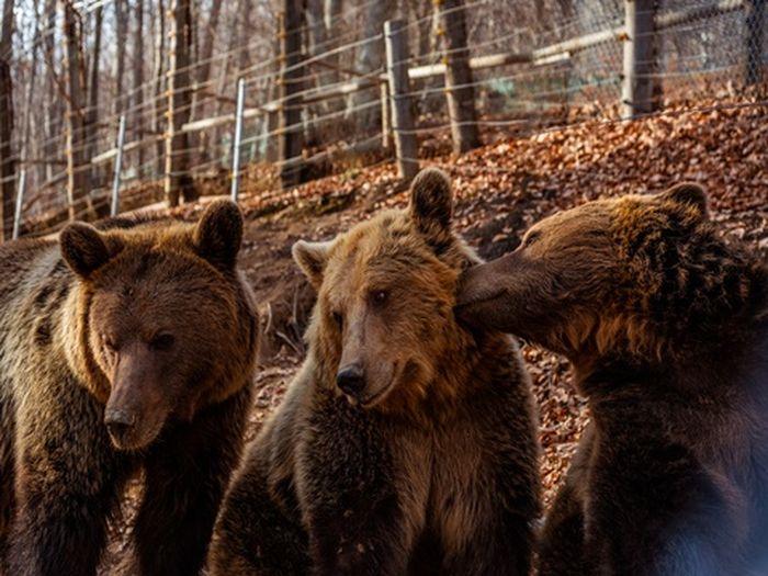 Arcturos Bears Zagori xnts Nature Brown Sanctuary