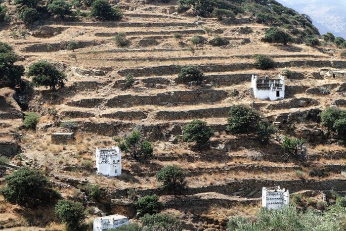 tinos