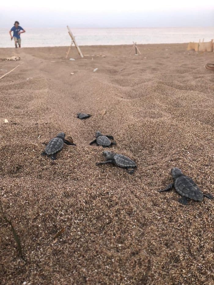 caretta caretta Turtle Archelon