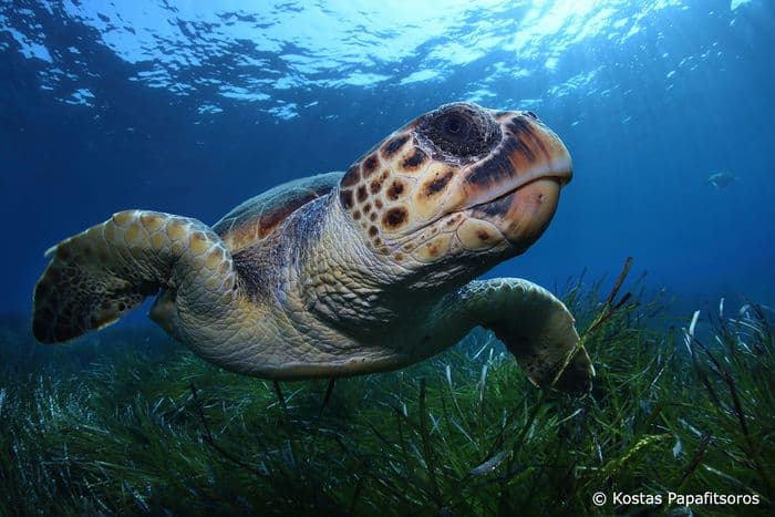 caretta caretta Turtle Archelon